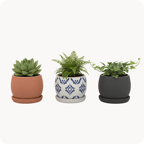 Small Plant Pots
